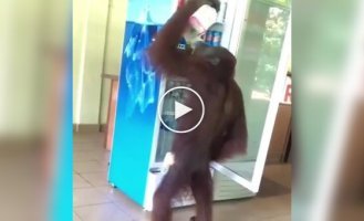 The orangutan took the drink from the refrigerator