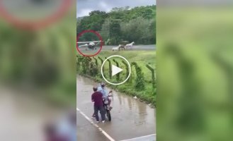 A plane almost crashed into three horses