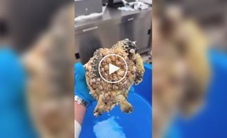 Морскую черепаху очистили от большого количества паразитов и моллюсков
