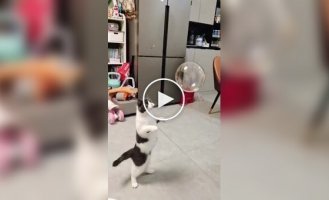 Cat's reaction to a soap bubble