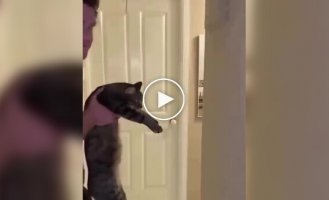 Шутливый тест на интеллект для домашних животных