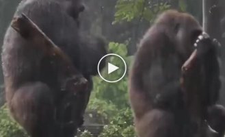 Все, как у людей: обезьяна пытается попросить прощения