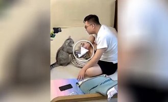 The cat distracted the owner's attention from the smartphone