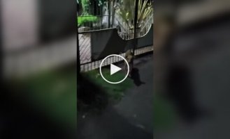 Собака сменила сторону забора и вспомнила о своей работе