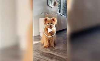 Чарівний пес породи Помапу