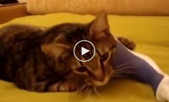 Кот и массажер нашли друг-друга