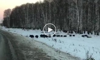 Good herd, crossing the road in a disciplined manner