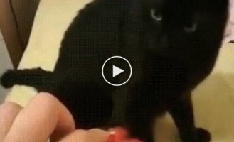 Когда сломал кота