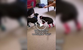 Dogs were given prosthetics - now their life is 100 times better