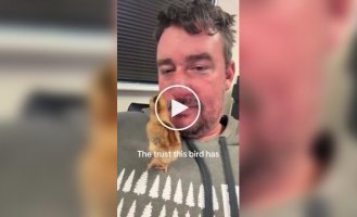 Curious chicken climbed into its owner's mouth