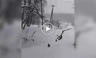 An organized crowd of ducks walking in single file was filmed