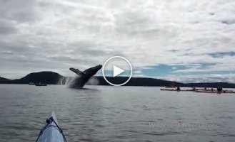 Горбатый кит выпрыгивает из воды на расстоянии вытянутой руки от камеры   