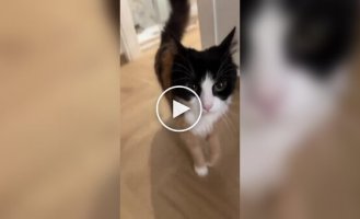 Забавная трехцветная кошка