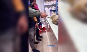 A monkey came to a drugstore for help