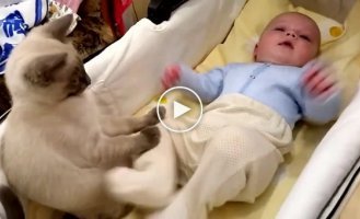 The cat tries to soothe the leg of a small child