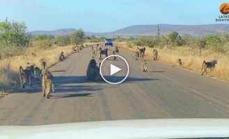 50 baboons attacked a leopard in the middle of the road