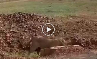 Lioness protects cubs from male
