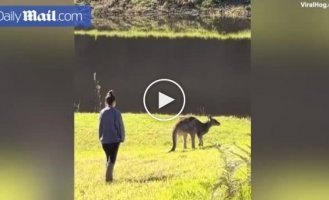 Kangaroo scared tourist who wanted to pet him