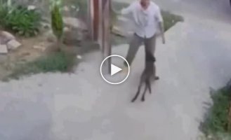 Собака не хочет расставаться с хозяином