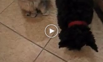 Кот ворует печеньки и делится с собакой