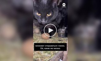 В США кошка и куры разделили один курятник