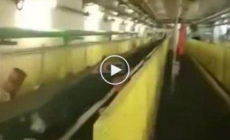 An unusual guest wandered into the Sakhalin coal conveyor
