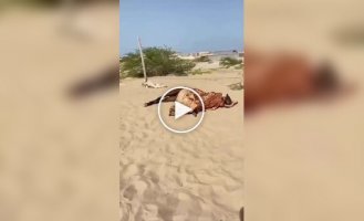 В Египте нашли лошадь, которая спит как человек