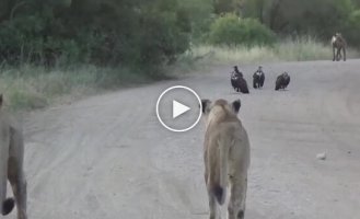 Незвичайна зустріч на дорозі в Африці