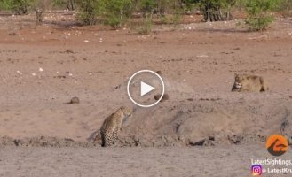 A lioness's unsuccessful hunt for a female leopard was caught on video