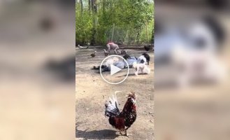 Animals react to owners losing consciousness