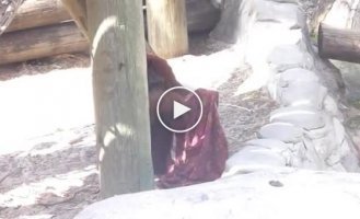 Орангутан увлекается модой