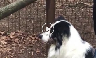 When you're trying to fit into a new team. Funny incident with wolves in a German zoo