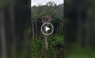 Народ короваї та їх «будинки на деревах» у джунглях Папуа