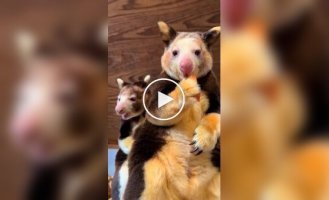 Древесные кенгуру, которые выглядят как смесь коалы и опоссума