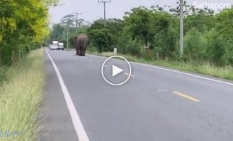 Драчливые слоны перегородили дорогу и устроили погоню в Тайланде