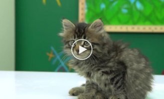 Реакция котов на видео-ролики (english)