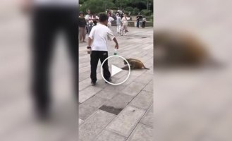 Boy gives a bottle of water to a monkey drinking from a puddle