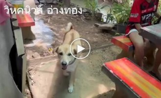 In Thailand, a dog got a job as a waiter in a cafe