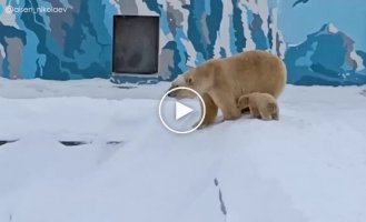 The polar bear taught the cubs to ride down the slide