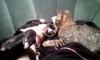 Милая битва котика и собаки