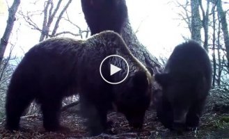 Медвежье семейство развернуло фотоловушку и запечатлело других хищников с необычного ракурса