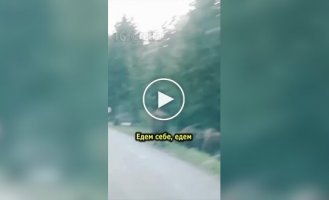 Поляки встретили зубров возле дороги