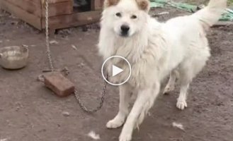 A dog rented out a kennel