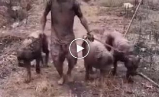 The owner of three dogs took an unplanned mud bath during a walk together