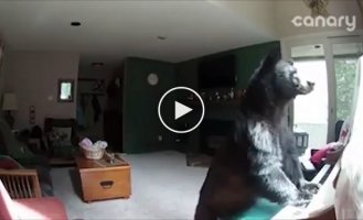 Медведь забрался в дом и сыграл на пианино