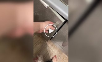 Котята спят на ведре с мусором