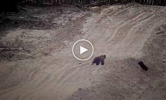 Медведь подружился с собакой