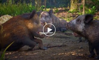 Представлен трейлер симулятора кабана