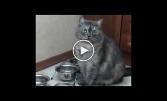 Че смотришь? Неси еду