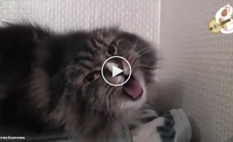 Поющий кот Миша поразил многих своим талантом
